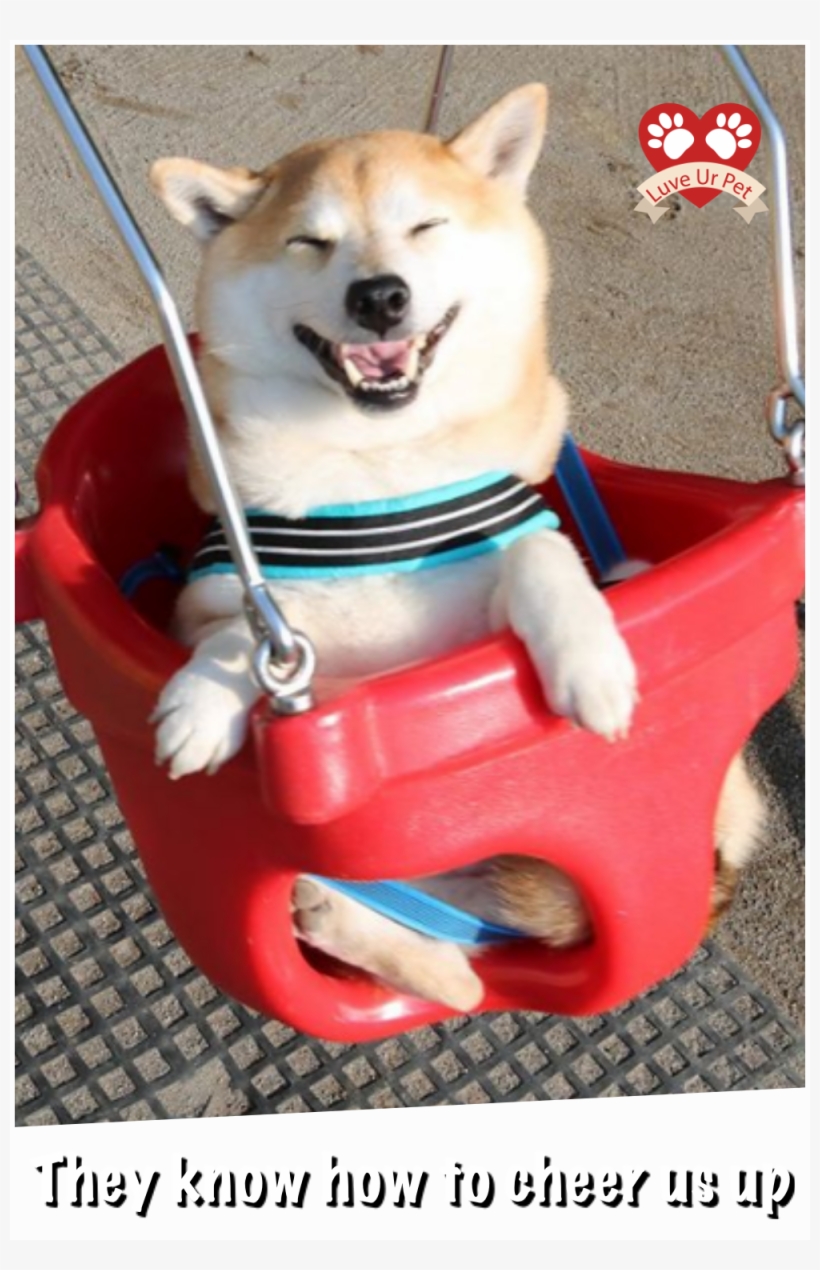 Adorable Reasons As To Why One Day Shiba Inu Dogs Might - Shiba Inu, transparent png #5627031