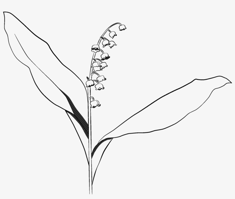 Lily Of The Valley - White Lily Of Valley Transparent, transparent png #5630123