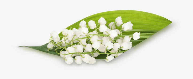 Betty Barclaystylish Appearances, transparent png #5630417