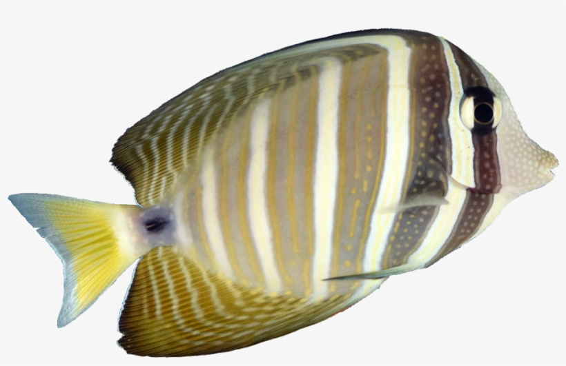 Aquatic Design Centre Sailfin - Sailfin Tang, transparent png #5631684