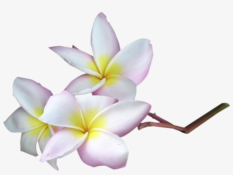 Яндекс - Фотки - Vanilya Sabun Ve Kokulu Taş Esansı, transparent png #5633332