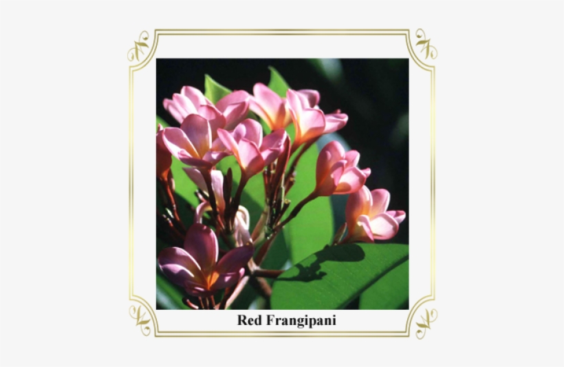Photograph, transparent png #5633471