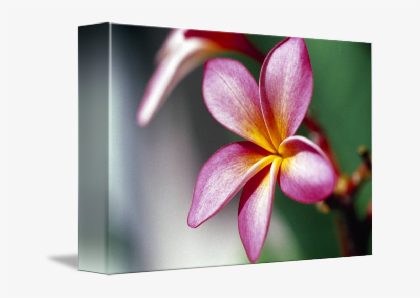 Close Up Of A Frangipani Flower By - Poster: Collection's Poster: Close-up Of A Frangipani, transparent png #5633600