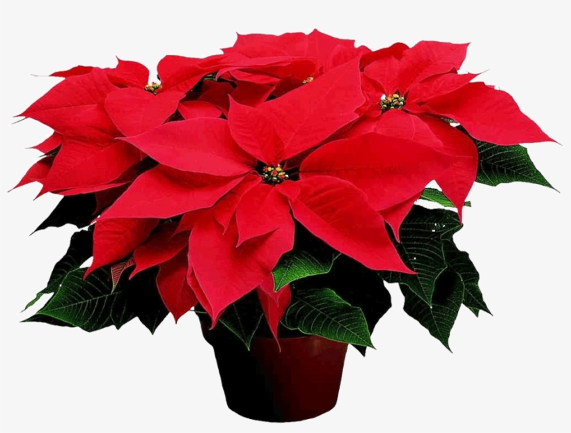 Poinsettia - Christmas Possentia, transparent png #5635639
