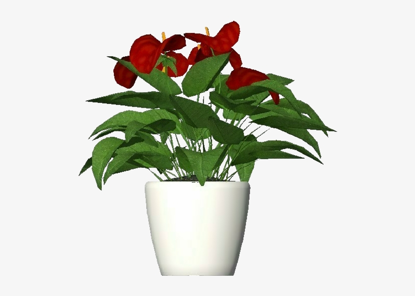 3d Flowers - Anthurium - Flowerpot, transparent png #5635822