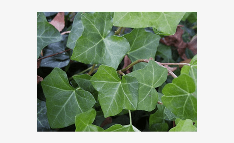 Бръшлян - Hedera Helix - Hedera Helix, transparent png #5641578