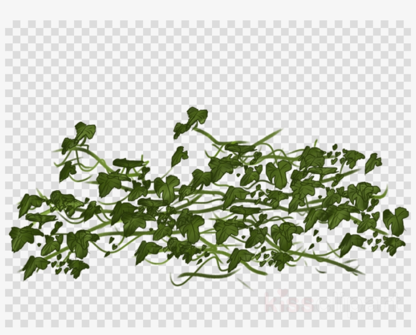 Ivy Transparent Clipart Vine Clip Art, transparent png #5641971