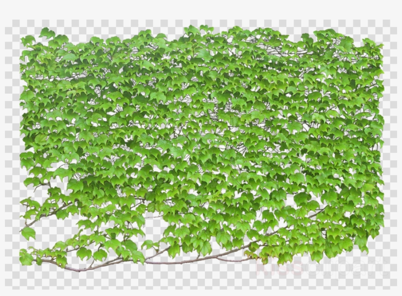 Vine Wall Png Clipart Vine Wall Clip Art - 爬山虎 卡通, transparent png #5642055
