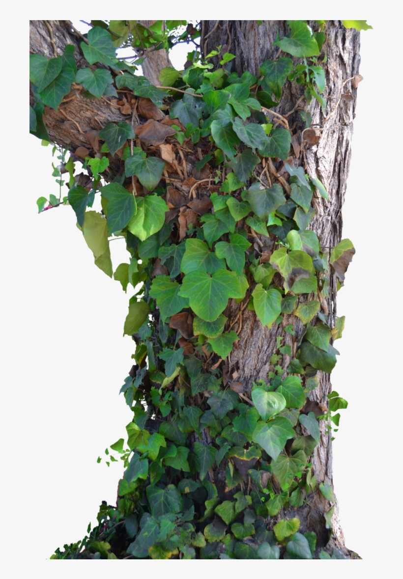 Stock Photography, transparent png #5642132