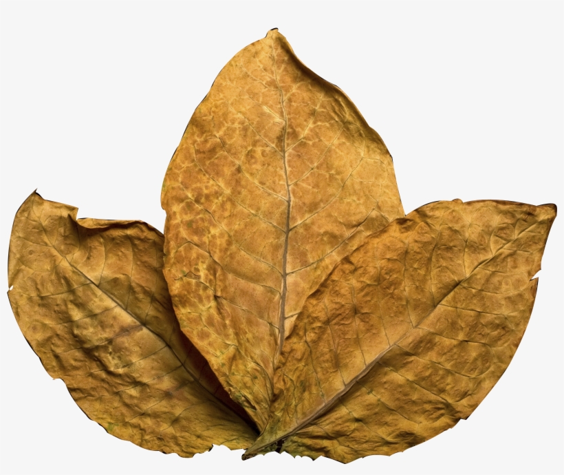 Tobacco Leaf - Tobacco Png, transparent png #5643418