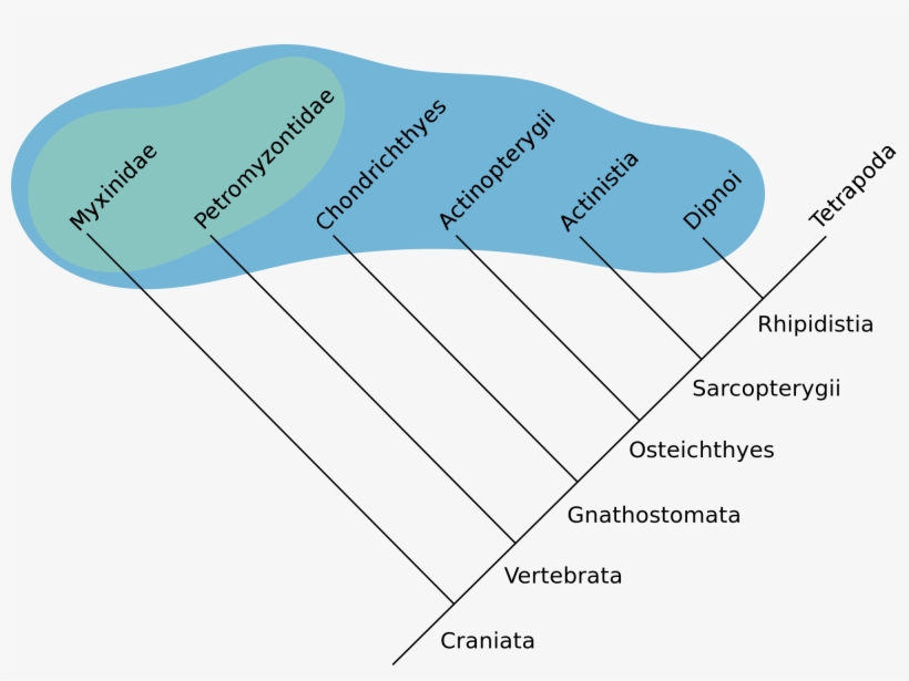 Open - Blobfish Cladogram, transparent png #5643923