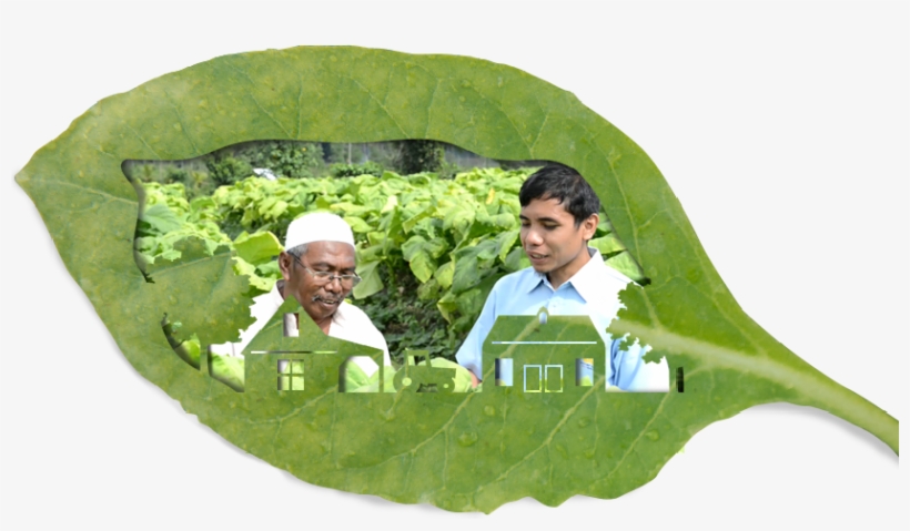 Watch Our Working In Partnership Video - Sustainable Tobacco Programme, transparent png #5643982
