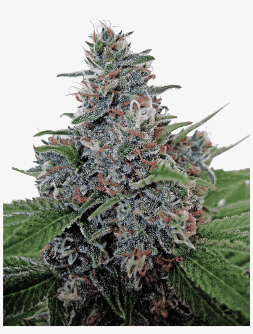 Auto Blue Amnesia Od Ministry Of Cannabis, transparent png #5645133