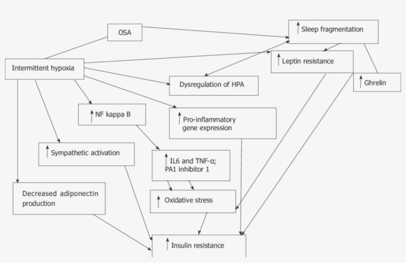 Flow Diagram Demonstrating Interplay Between Intermittent, transparent png #5646570