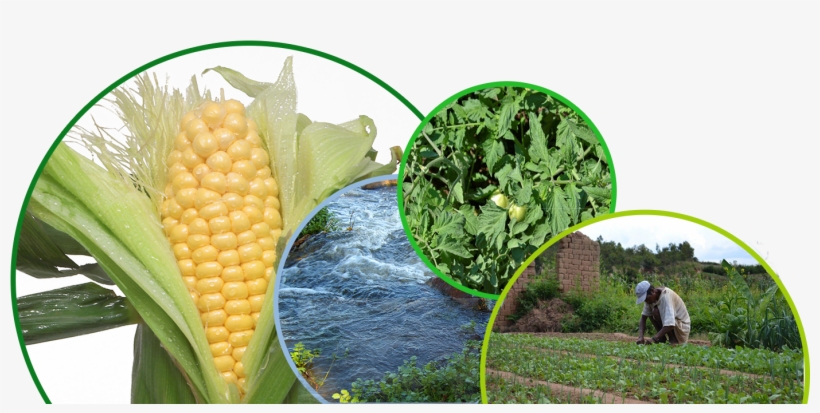 Climate Smart Agriculture For Family And Smallholder - Corn On The Cob 9 Sticker (oval), transparent png #5648930