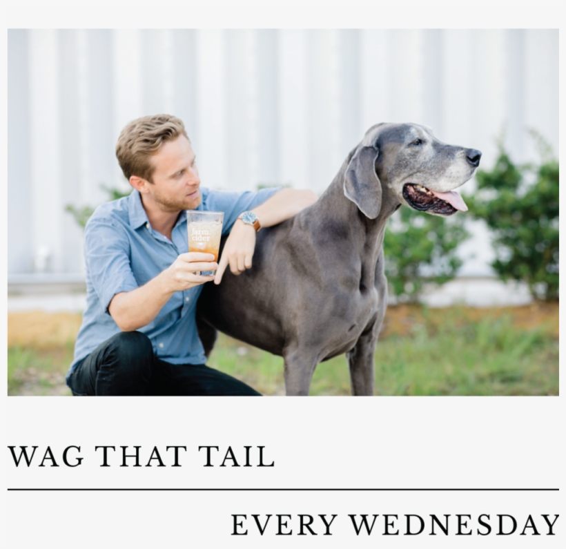 Wag-02 - Wag, transparent png #5649198