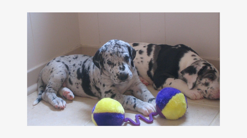 Excellent Harlequin Merlequin And Black Great Dane - Harlequin Great Dane Puppy, transparent png #5649299