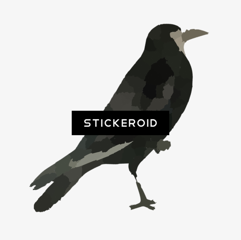 Raven Bird Hd, transparent png #5650350