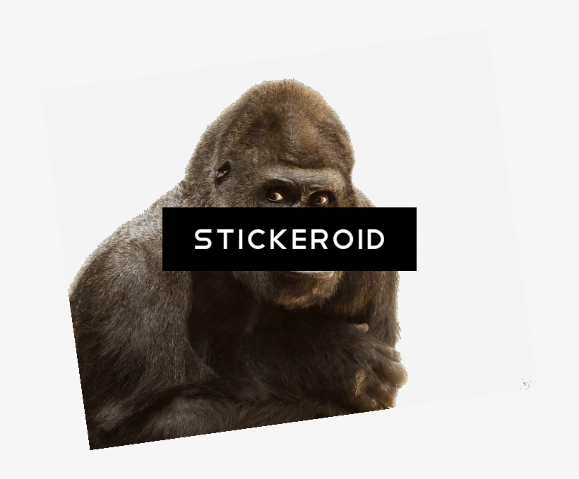 Gorilla Close Up, transparent png #5651816