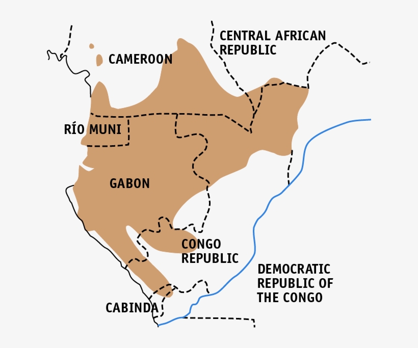 Western Lowland Gorillas Found, transparent png #5651883