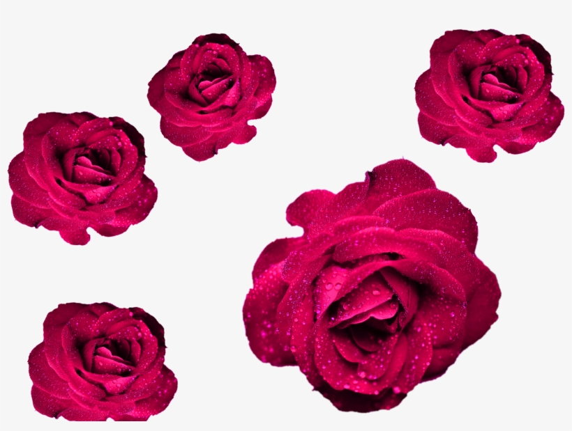 Maroon Roses Png File Roses Cool Png For Your Projects - Address Book.: Glossy And Soft Cover, Large Print,, transparent png #5652034