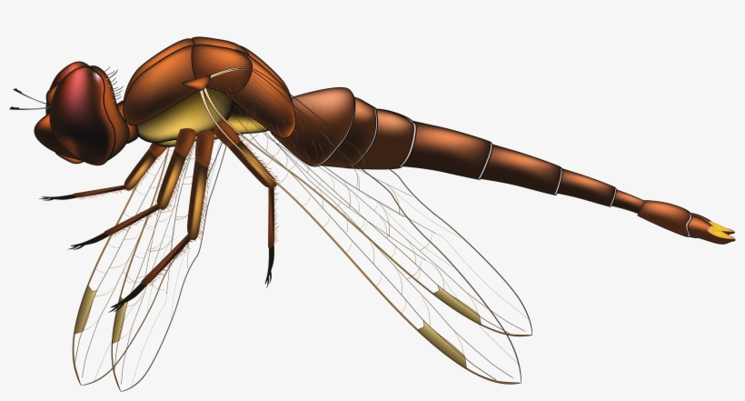 Dragonfly Brown Png Clip Art - Dragonfly Clipart Png, transparent png #5652670