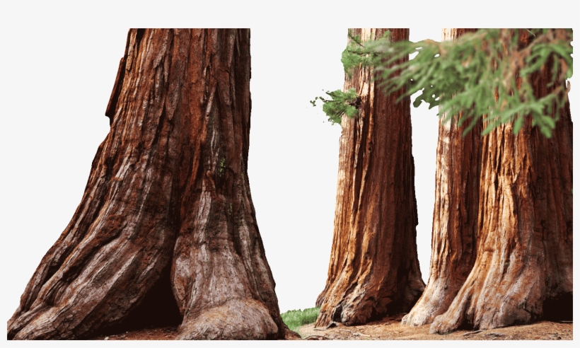 1998 - Mariposa Grove, transparent png #5652816