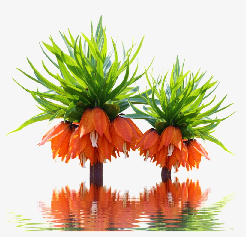 Photography, transparent png #5653283