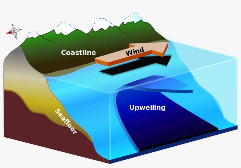 In The Northern Hemisphere, If The Wind Blows Parallel - Afloramiento De Aguas Frias, transparent png #5656585