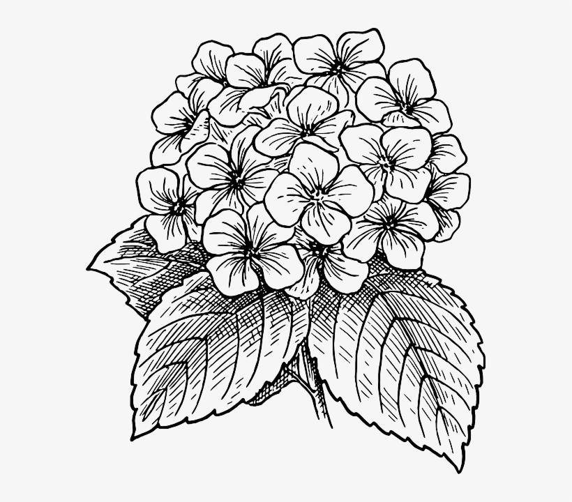 Free Vector Graphic - Hydrangea Clip Art, transparent png #5658059