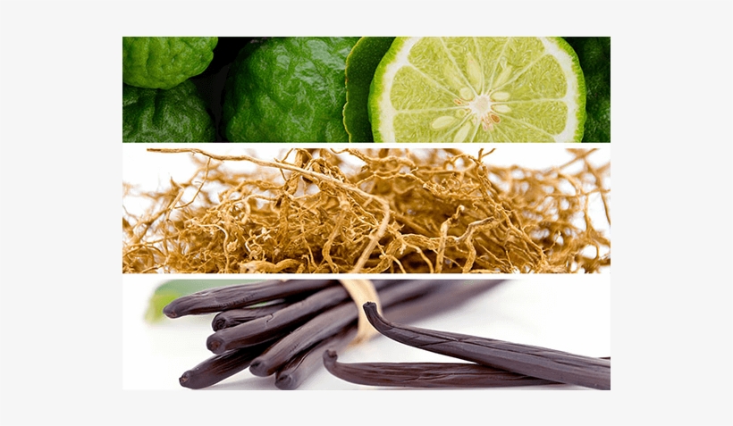 Legend Night Is A Woody And Oriental Fragrance - Extracto De Vainilla Bio (hidrosoluble) Camassia, 5, transparent png #5660299