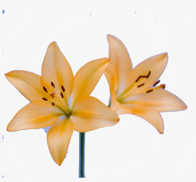 Lily Beautiful High Definition Png - Lirios Amarelos Png, transparent png #5660421