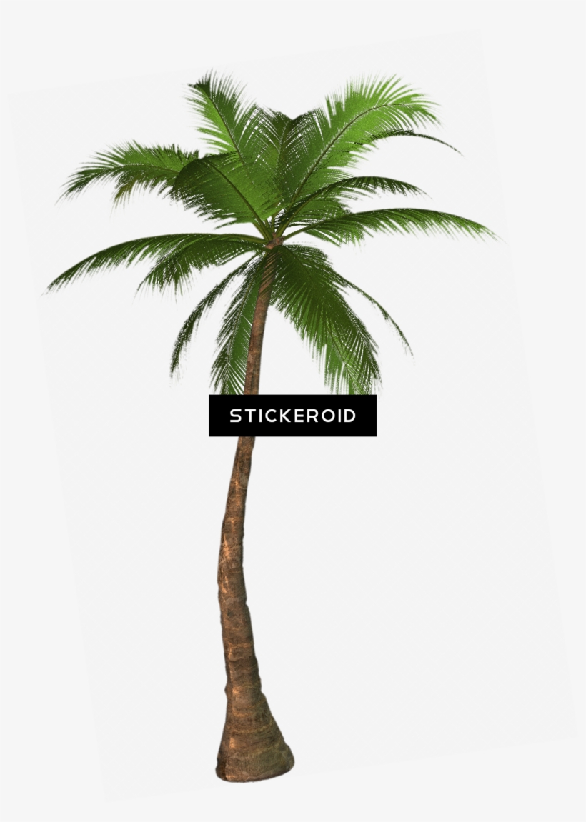 Tropical Palm Tree - Screen Door Magnets – Twist, Click And Lock - Keep, transparent png #5660671