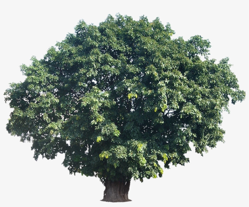 Tropical Trees Png Large Tree Actual Height 15tropical, transparent png #5660803