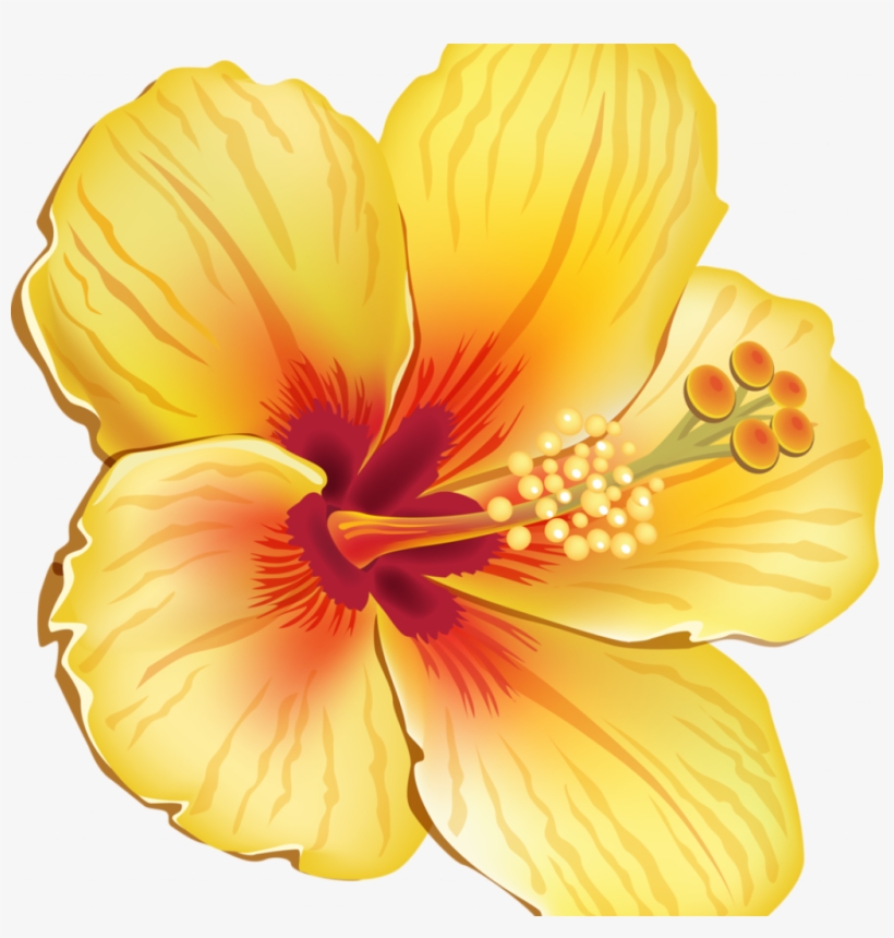 Educations Thanksgiving Hibiscus Coloring Pages 7 Blue - Yellow Hibiscus Shower Curtain, transparent png #5663519