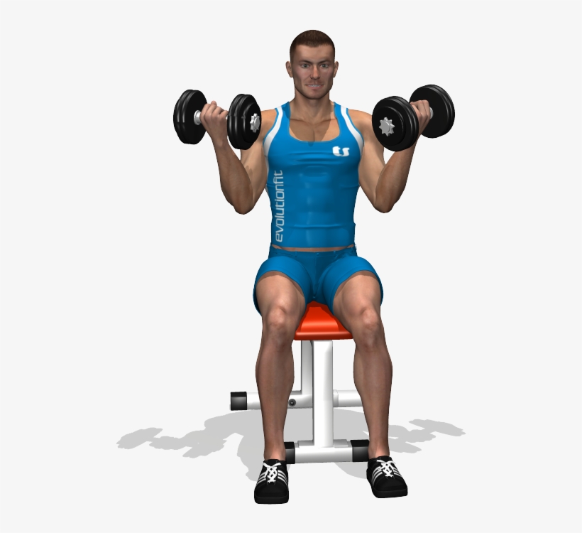 Seated Dumbbell Inner Biceps Curl Involved Muscles - جلو بازو دمبل متناوب نشسته, transparent png #5663990