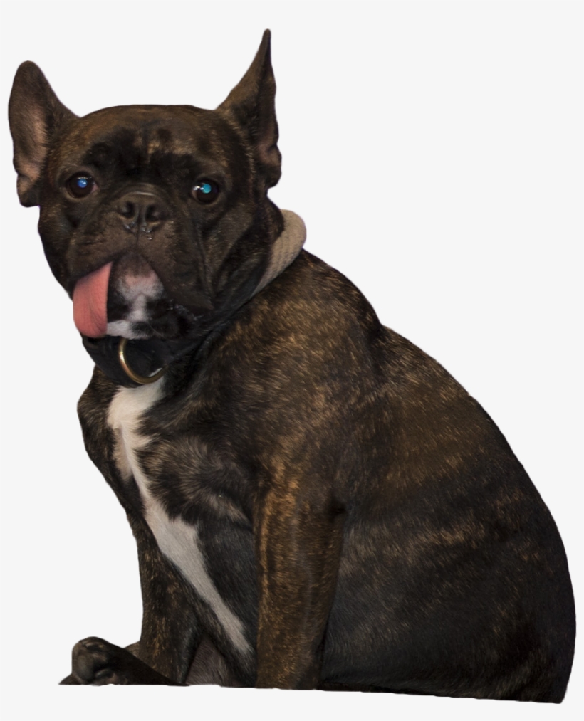 Animala Dog Sitting - Guard Dog, transparent png #5666543