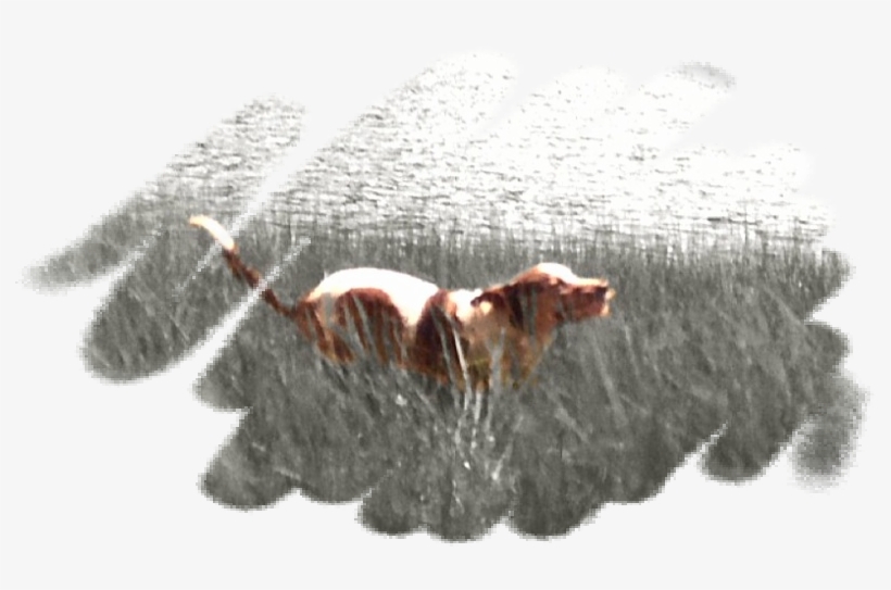 Dogwalking, Poop Scooping, Petsitting, Vet Taxi, Boarding, - Pawsitive Attention Pet Services, transparent png #5667227