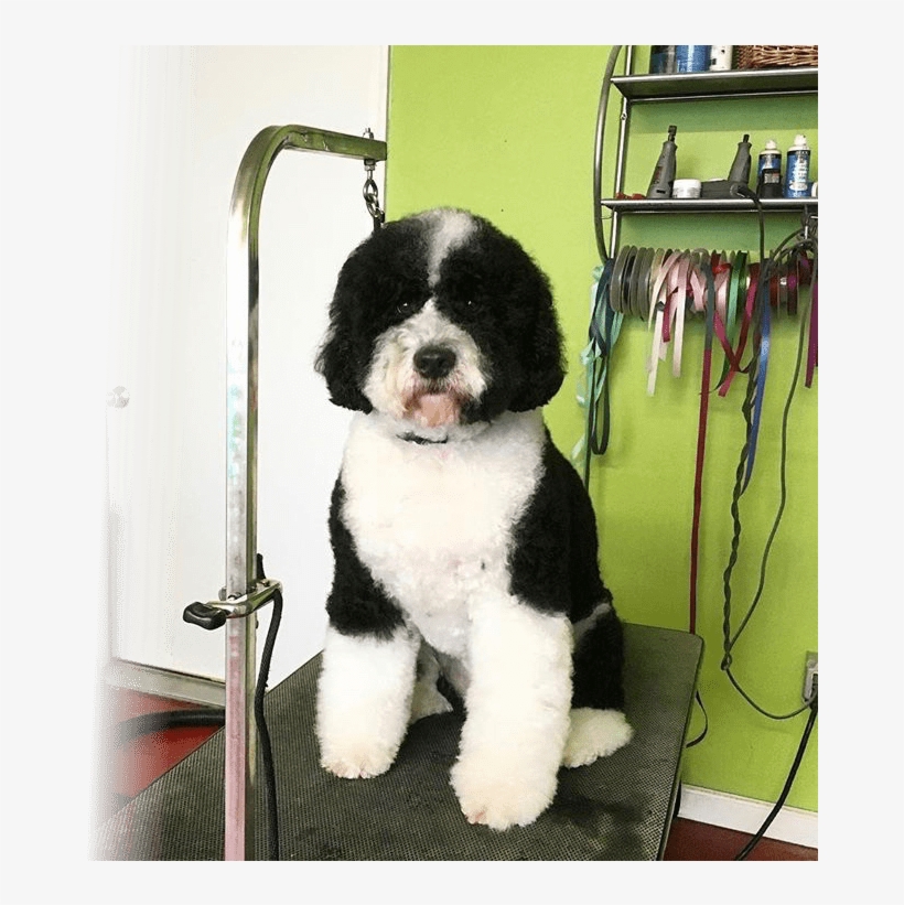 Grooming - Companion Dog, transparent png #5667287