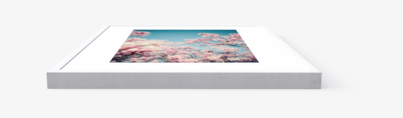 Photo Magnolia Tree - Samsung Galaxy, transparent png #5668685