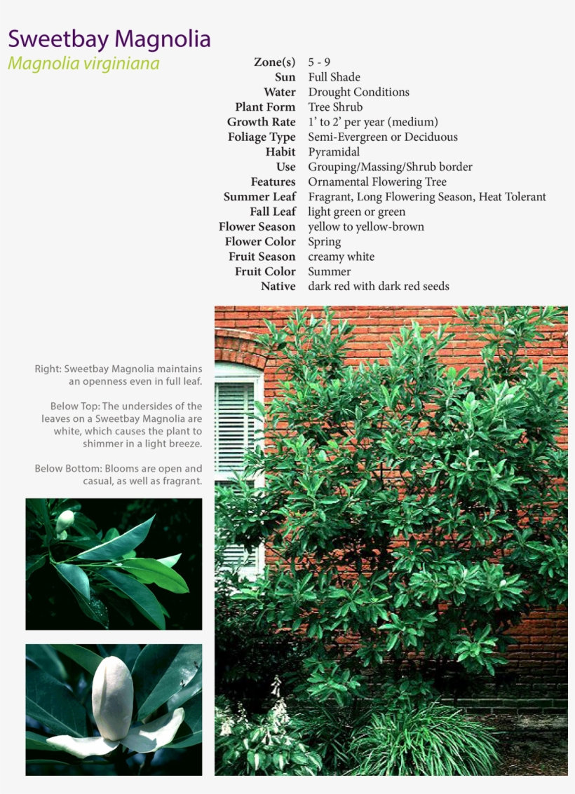 Excerpt From Plant Guide Developed For Project - Colorado Spruce, transparent png #5668909
