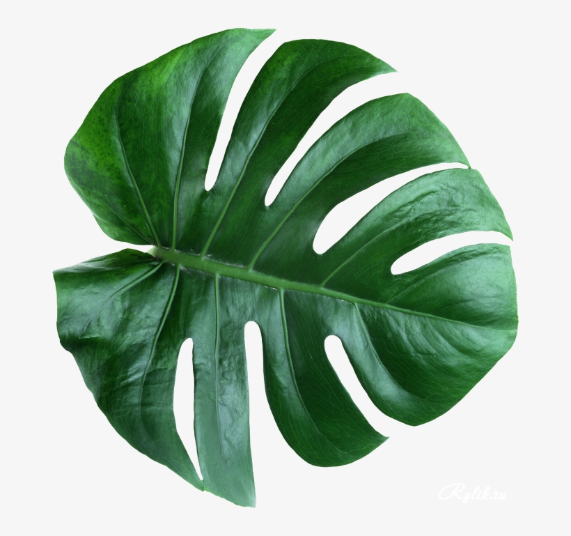 Leaves Psd Clipart Swiss Cheese Plant Leaf Plants - Leaves Psd, transparent png #5670346