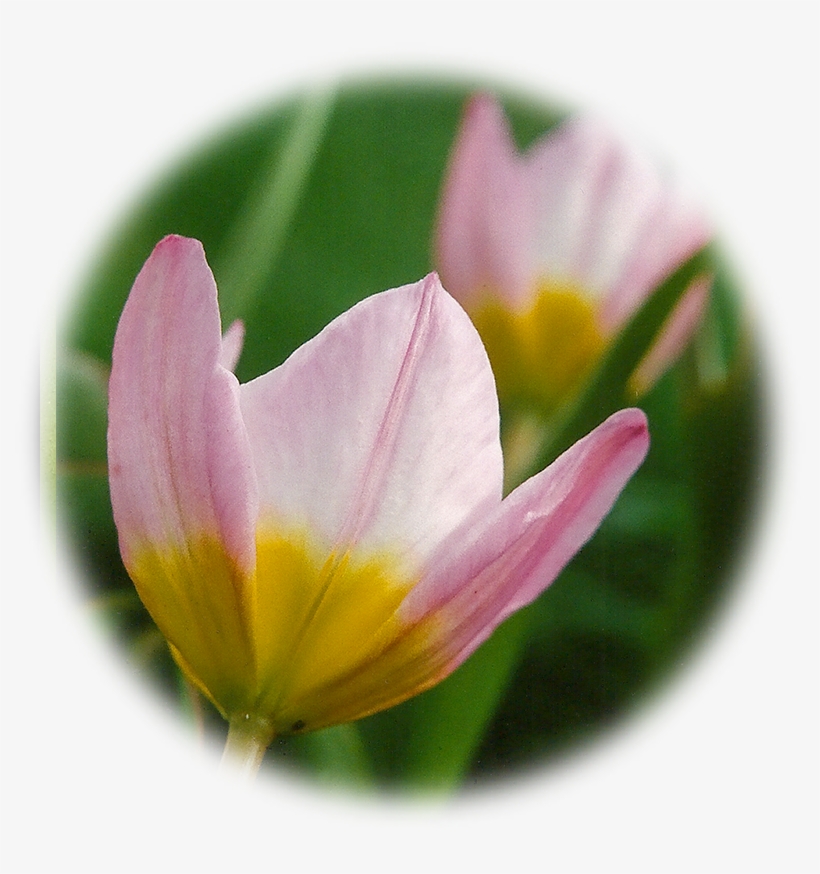 Star Of Bethlehem - Tulip, transparent png #5673201