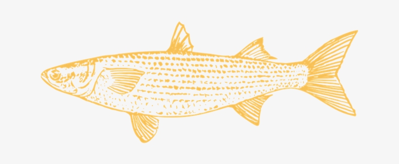 About Us - Trout, transparent png #5673651