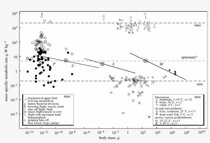 Download - Metabolism, transparent png #5673879
