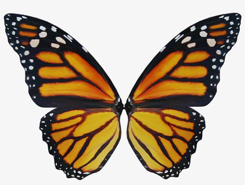 Wing, Elf, Fairy, Fae, Fantasy, Magic, Fairy Tales - Monarch Butterfly, transparent png #5676751