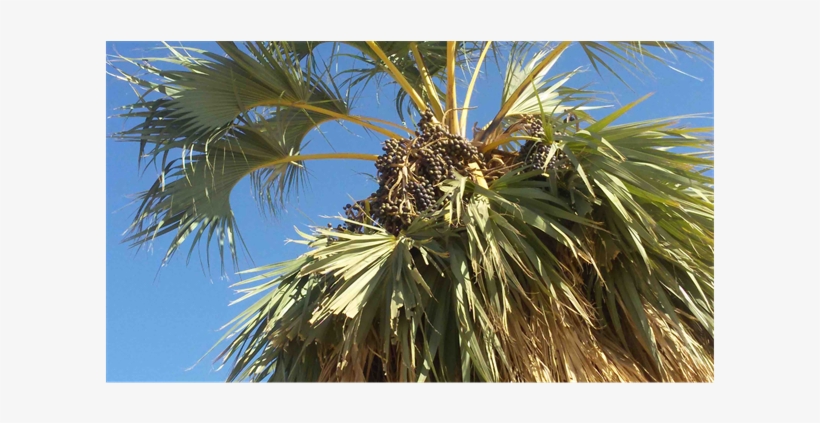 Argoun Palm Tree With A Cluster Of Fruits - Argun, transparent png #5679030