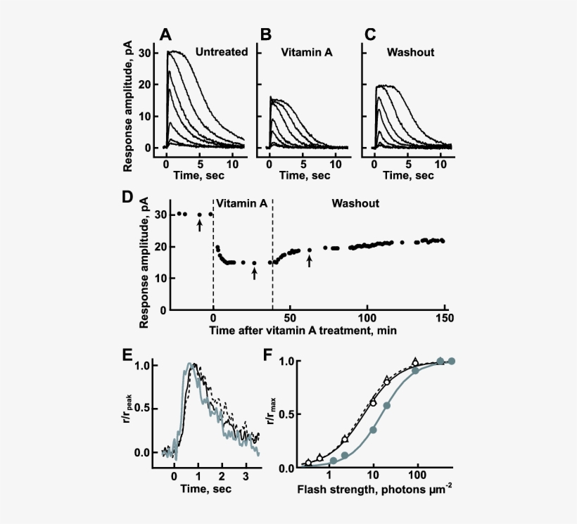 Impact Of Vitamin A On The Flash Responses Of A Representative - Diagram, transparent png #5679177