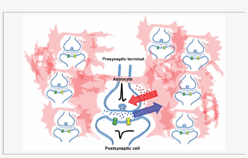 A Single Astrocyte Can Ensheath Tens Of Thousands Of - Illustration, transparent png #5680457