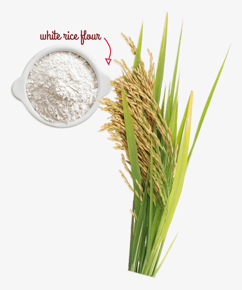 Rice Tree Png, transparent png #5682433